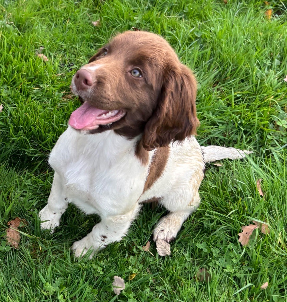 des Etangs de Dame Blanche - Chiots disponibles - English Springer Spaniel