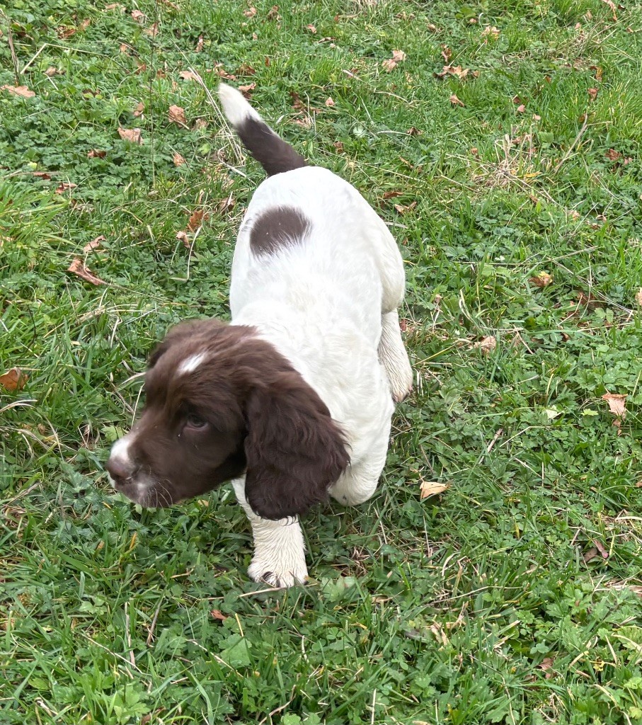 des Etangs de Dame Blanche - Chiots disponibles - English Springer Spaniel