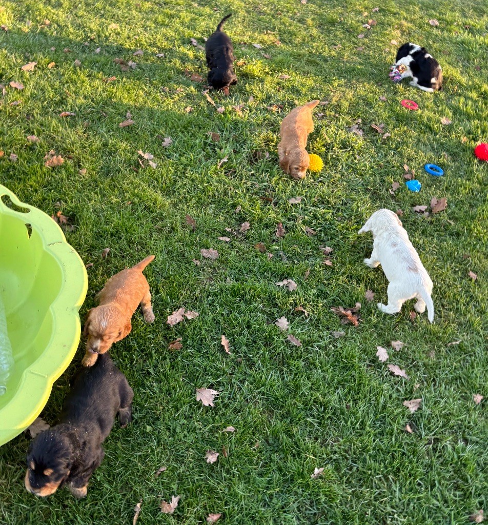 des Etangs de Dame Blanche - Cocker Spaniel Anglais - Portée née le 30/10/2025