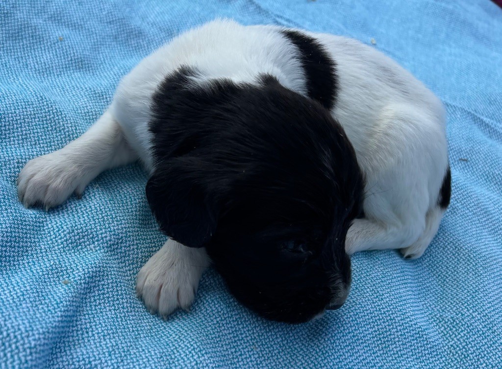 des Etangs de Dame Blanche - Chiots disponibles - English Springer Spaniel