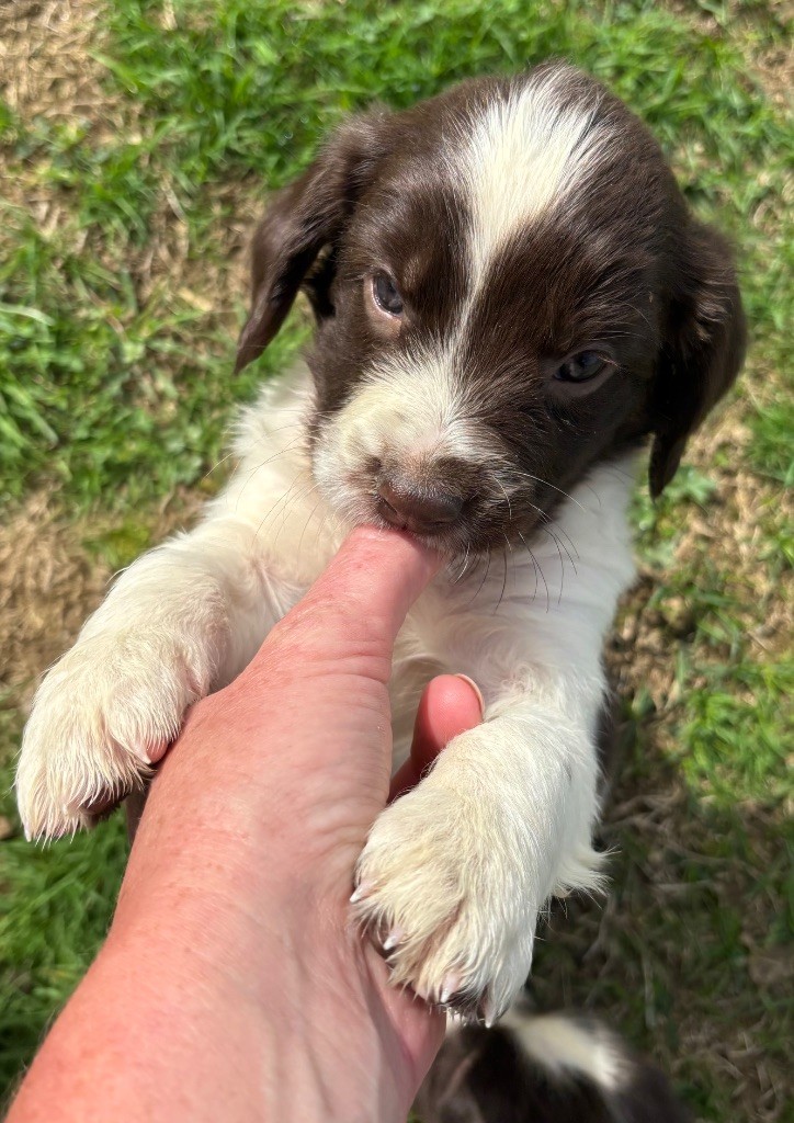 des Etangs de Dame Blanche - Chiots disponibles - English Springer Spaniel