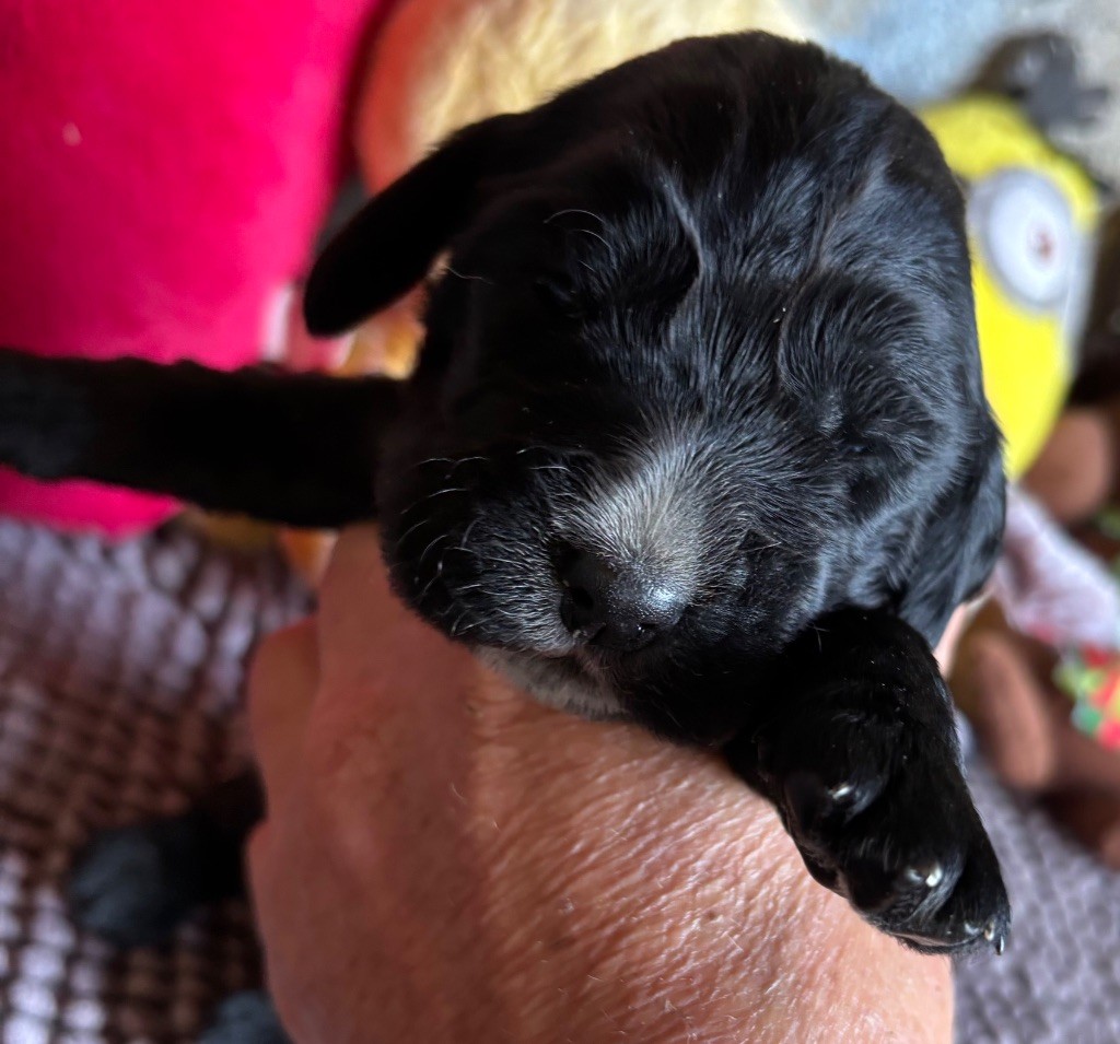 des Etangs de Dame Blanche - Chiots disponibles - Cocker Spaniel Anglais