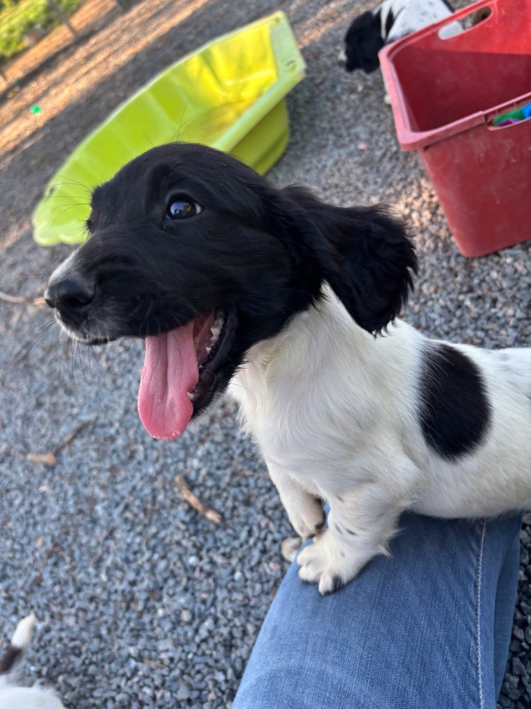 des Etangs de Dame Blanche - Chiots disponibles - English Springer Spaniel
