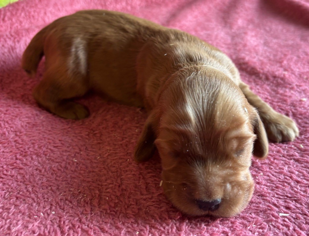 des Etangs de Dame Blanche - Chiots disponibles - Cocker Spaniel Anglais