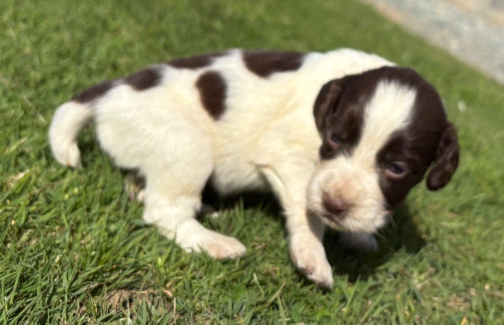 des Etangs de Dame Blanche - Chiots disponibles - English Springer Spaniel