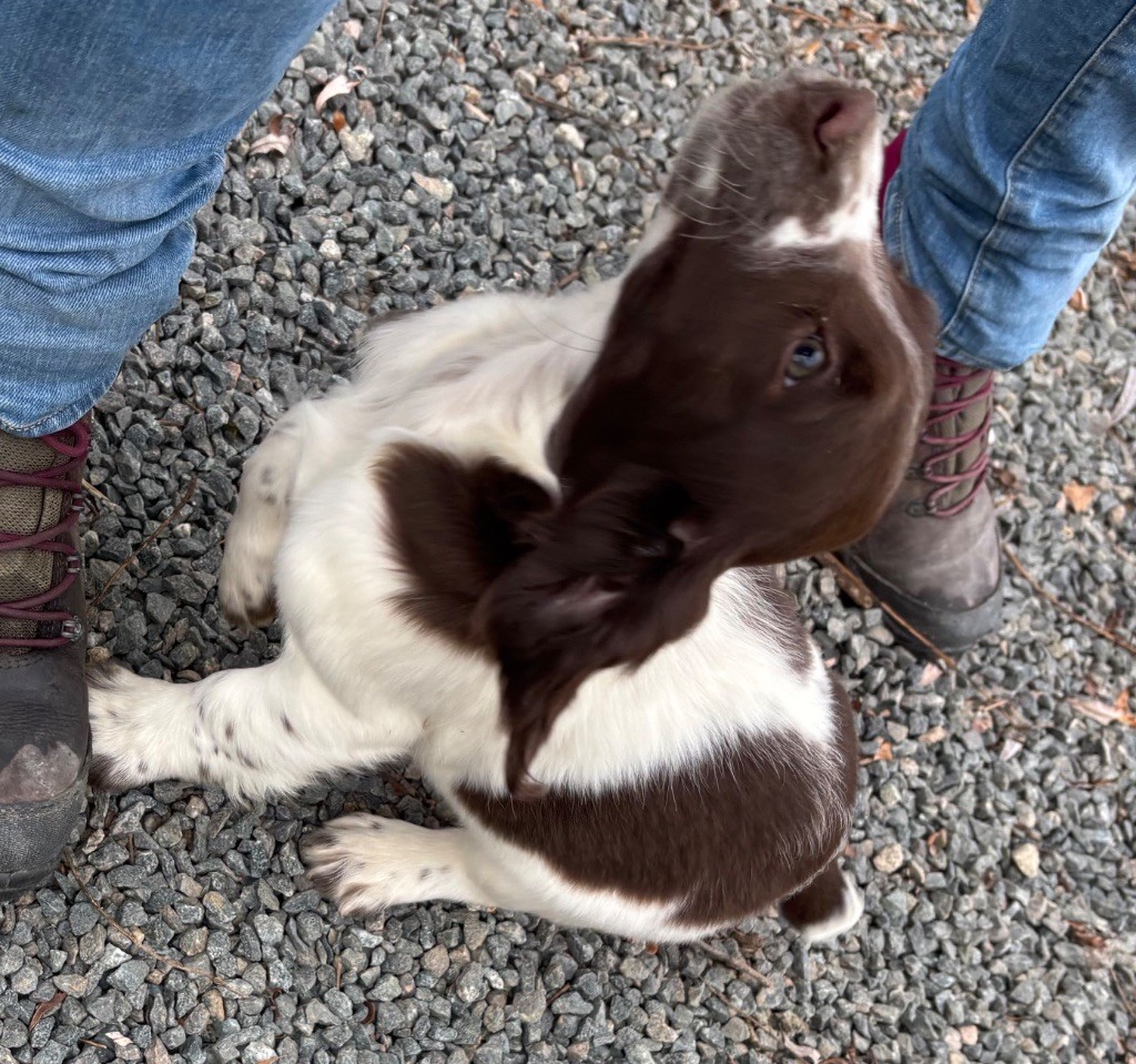des Etangs de Dame Blanche - Chiots disponibles - English Springer Spaniel
