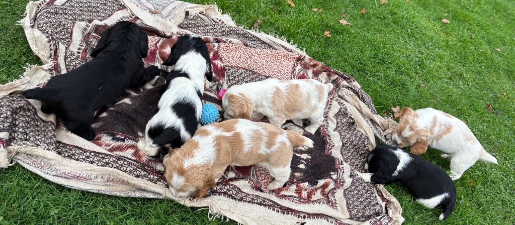 des Etangs de Dame Blanche - Cocker Spaniel Anglais - Portée née le 02/10/2025