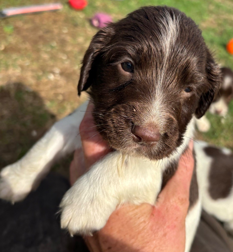 des Etangs de Dame Blanche - Chiots disponibles - English Springer Spaniel