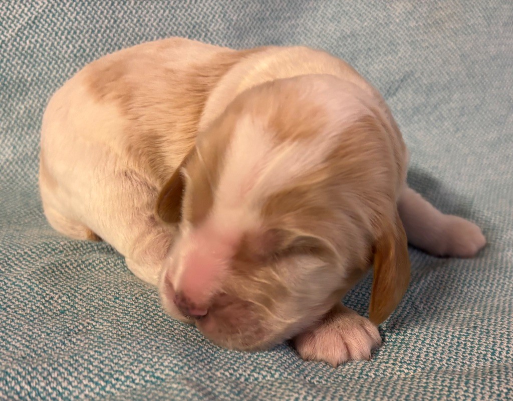 des Etangs de Dame Blanche - Chiots disponibles - Cocker Spaniel Anglais