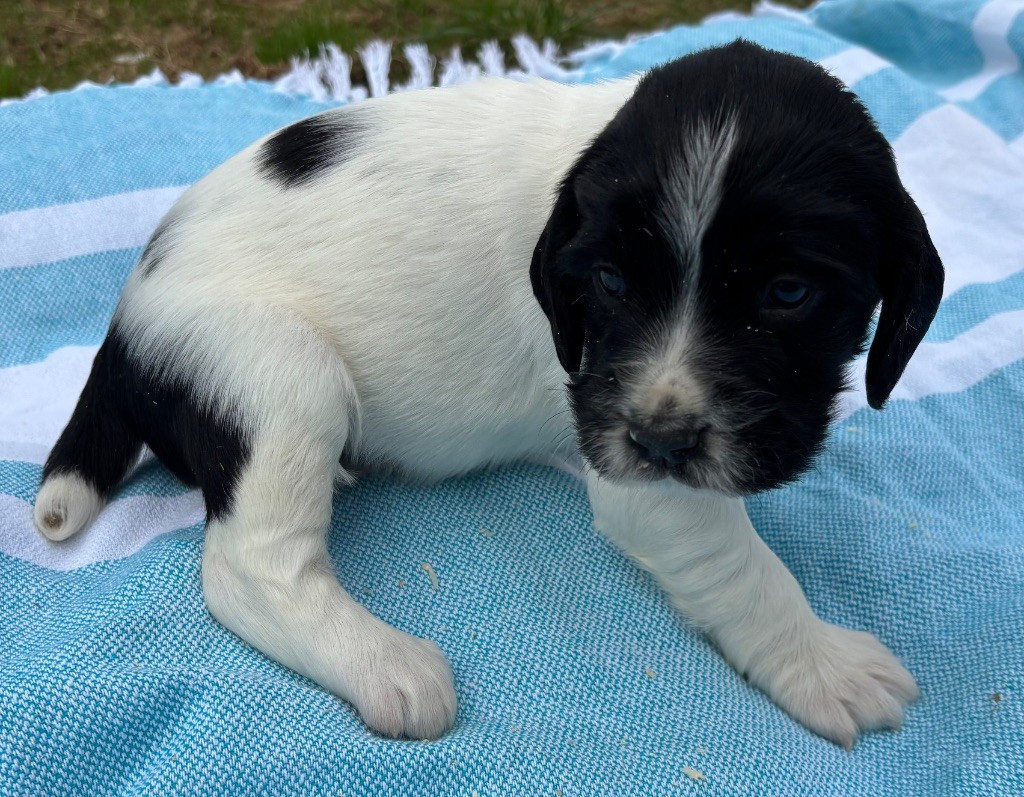 des Etangs de Dame Blanche - Chiots disponibles - English Springer Spaniel