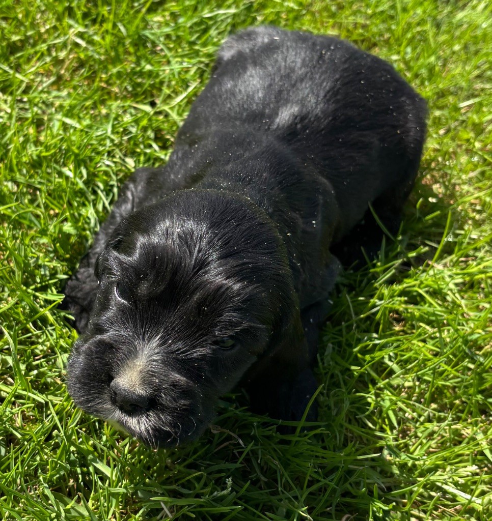 des Etangs de Dame Blanche - Chiots disponibles - Cocker Spaniel Anglais