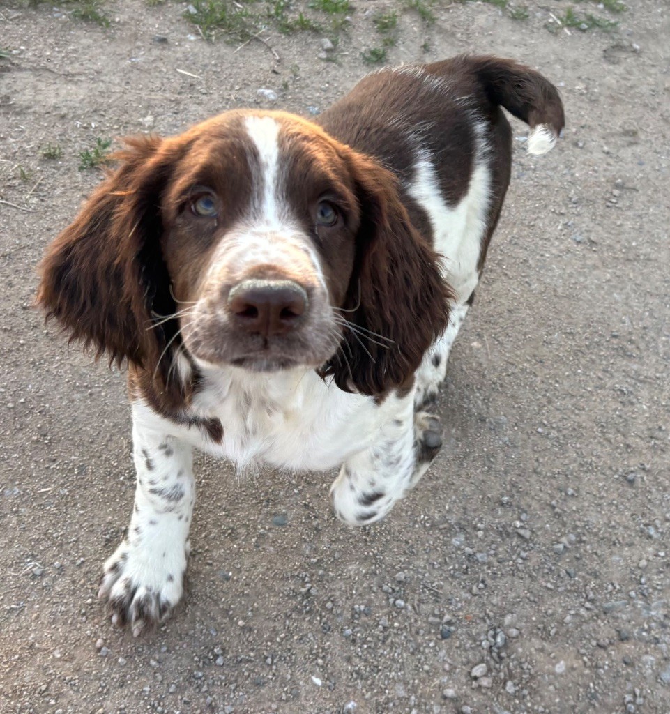 des Etangs de Dame Blanche - Chiots disponibles - English Springer Spaniel