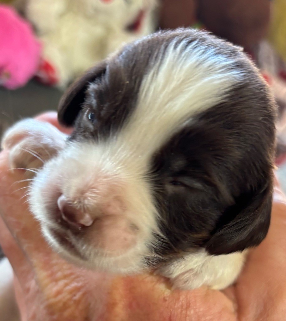des Etangs de Dame Blanche - Chiots disponibles - English Springer Spaniel