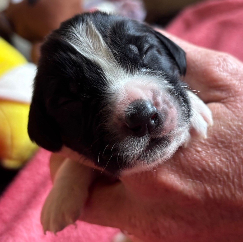 des Etangs de Dame Blanche - Chiots disponibles - English Springer Spaniel