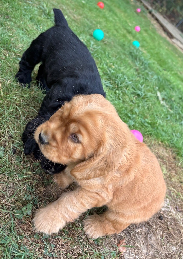 des Etangs de Dame Blanche - Chiots disponibles - Cocker Spaniel Anglais