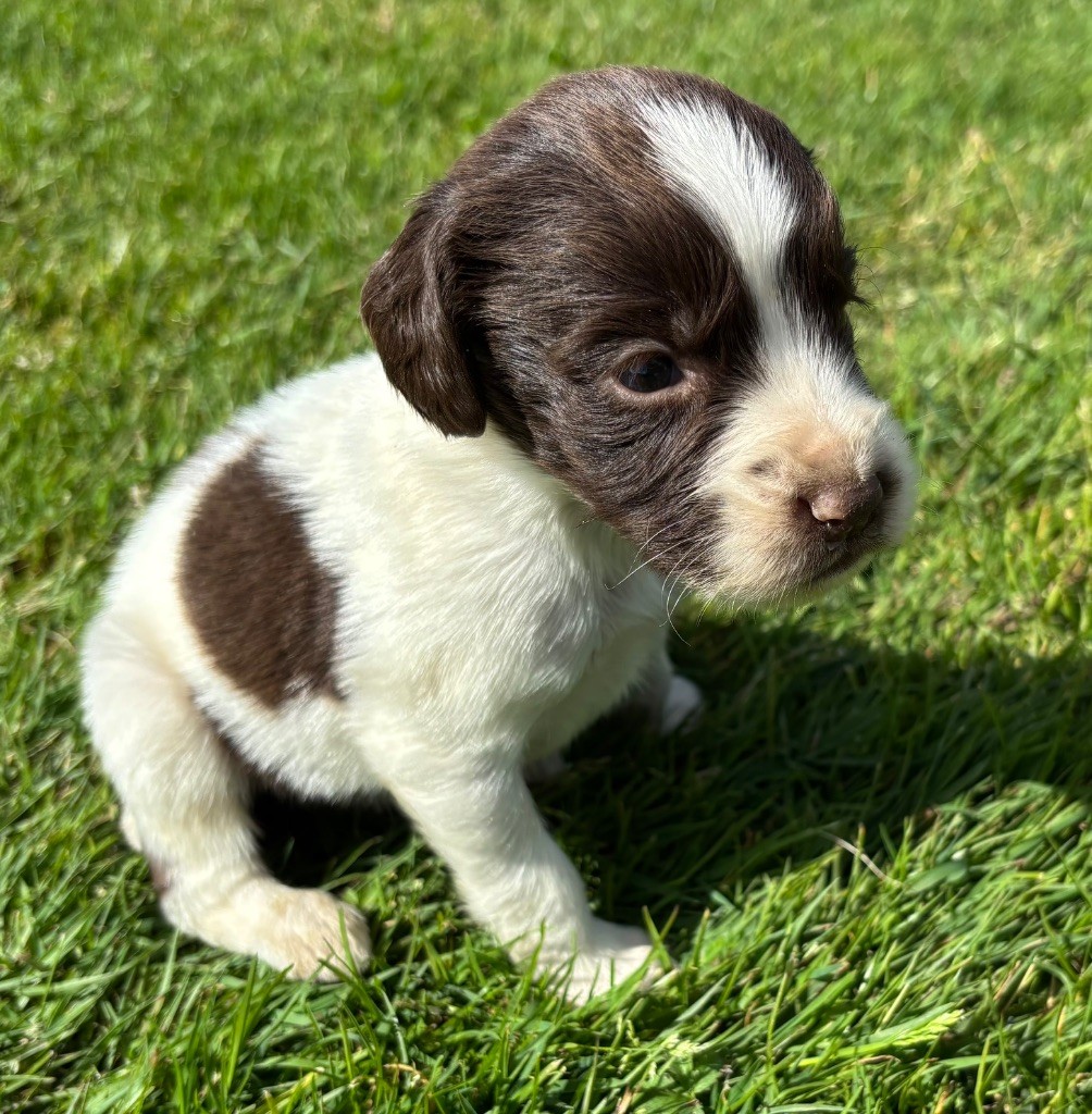 des Etangs de Dame Blanche - Chiots disponibles - English Springer Spaniel