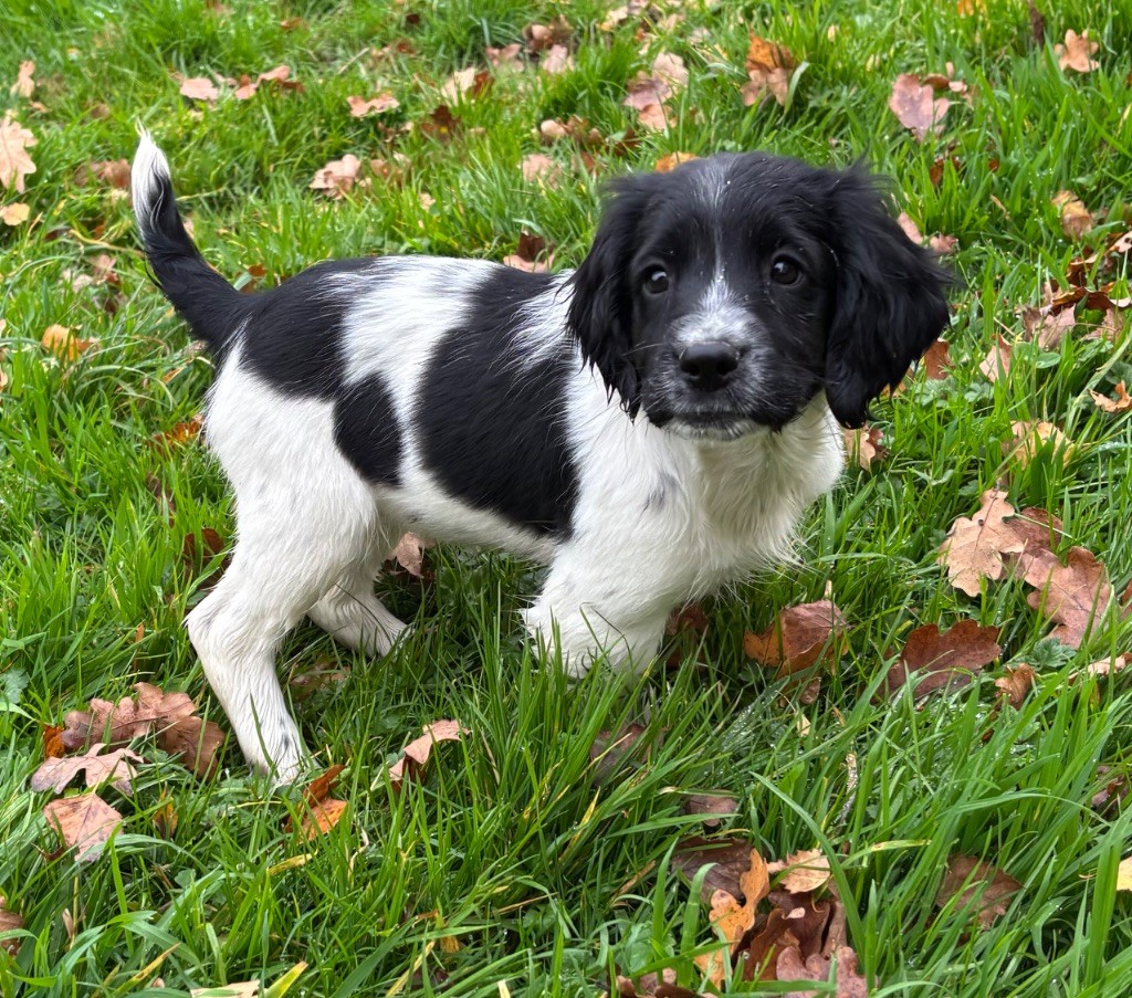 des Etangs de Dame Blanche - Chiots disponibles - English Springer Spaniel