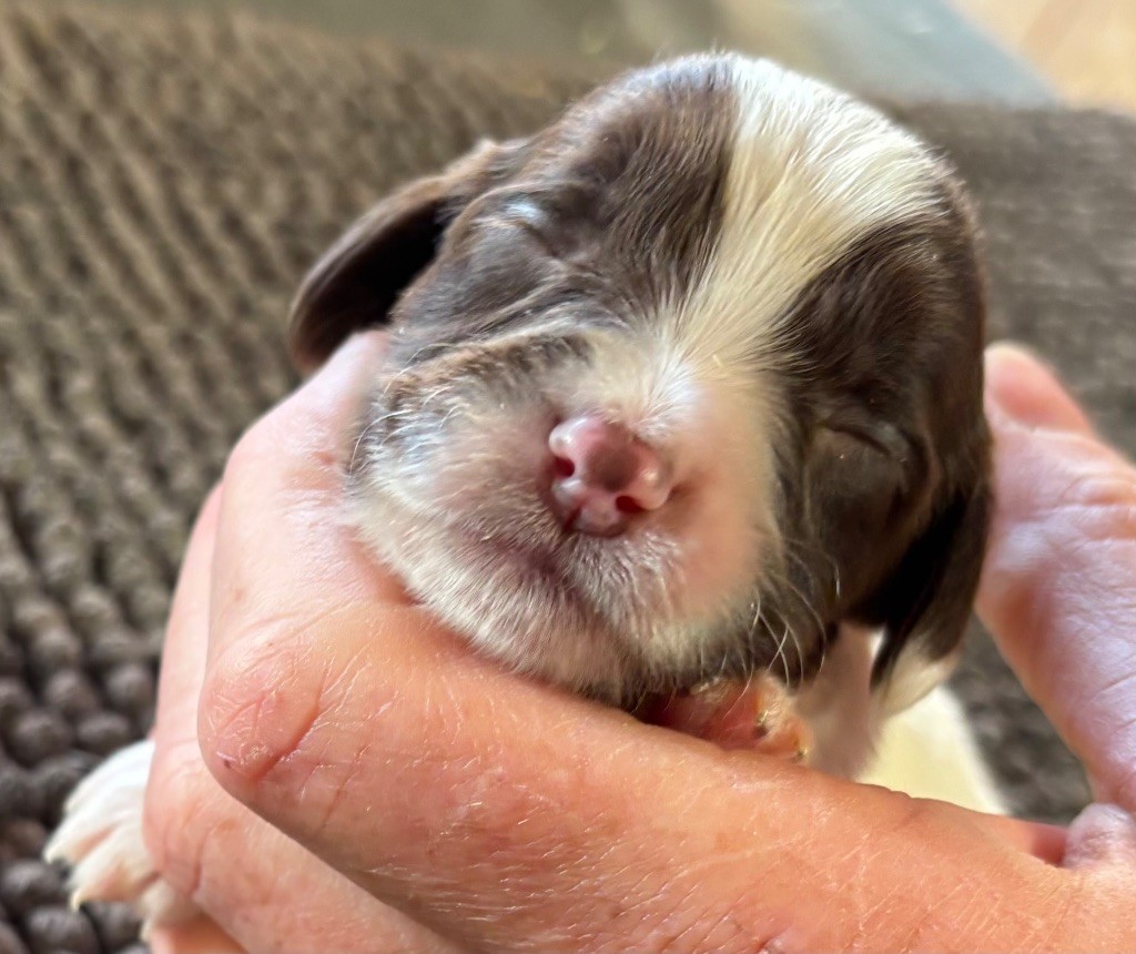 des Etangs de Dame Blanche - Chiots disponibles - English Springer Spaniel