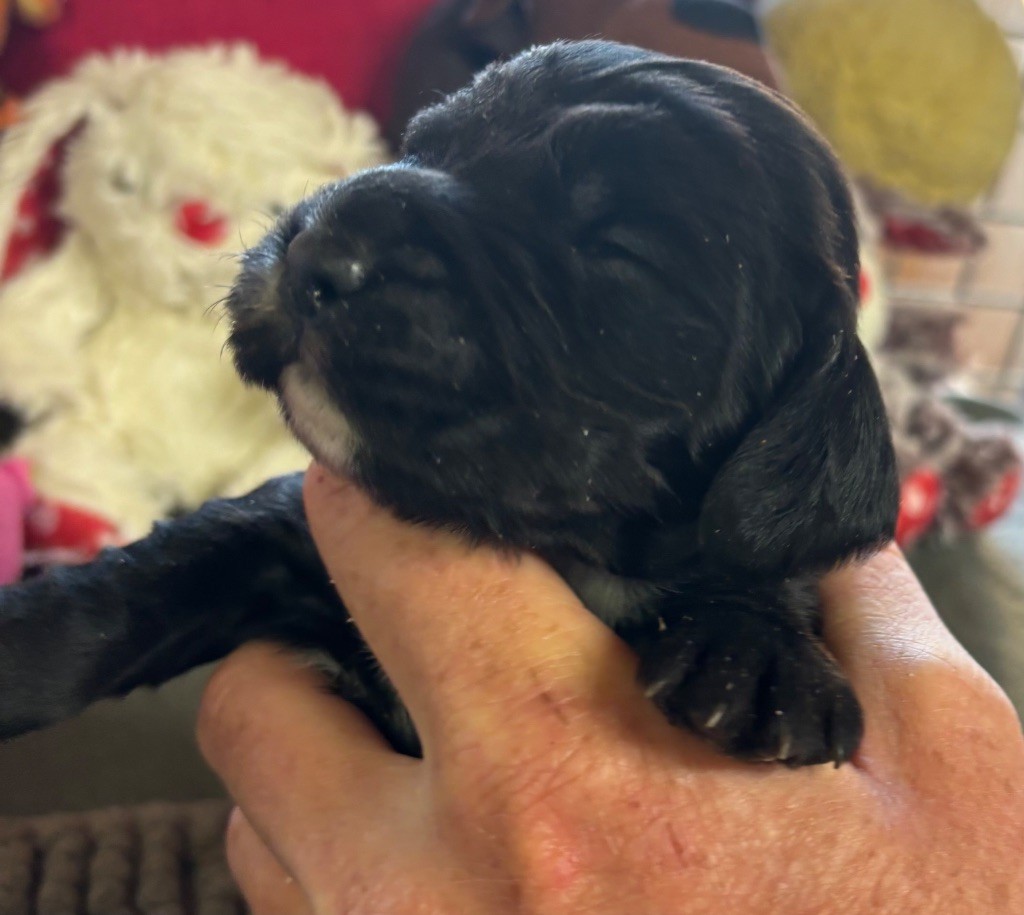 des Etangs de Dame Blanche - Chiots disponibles - Cocker Spaniel Anglais