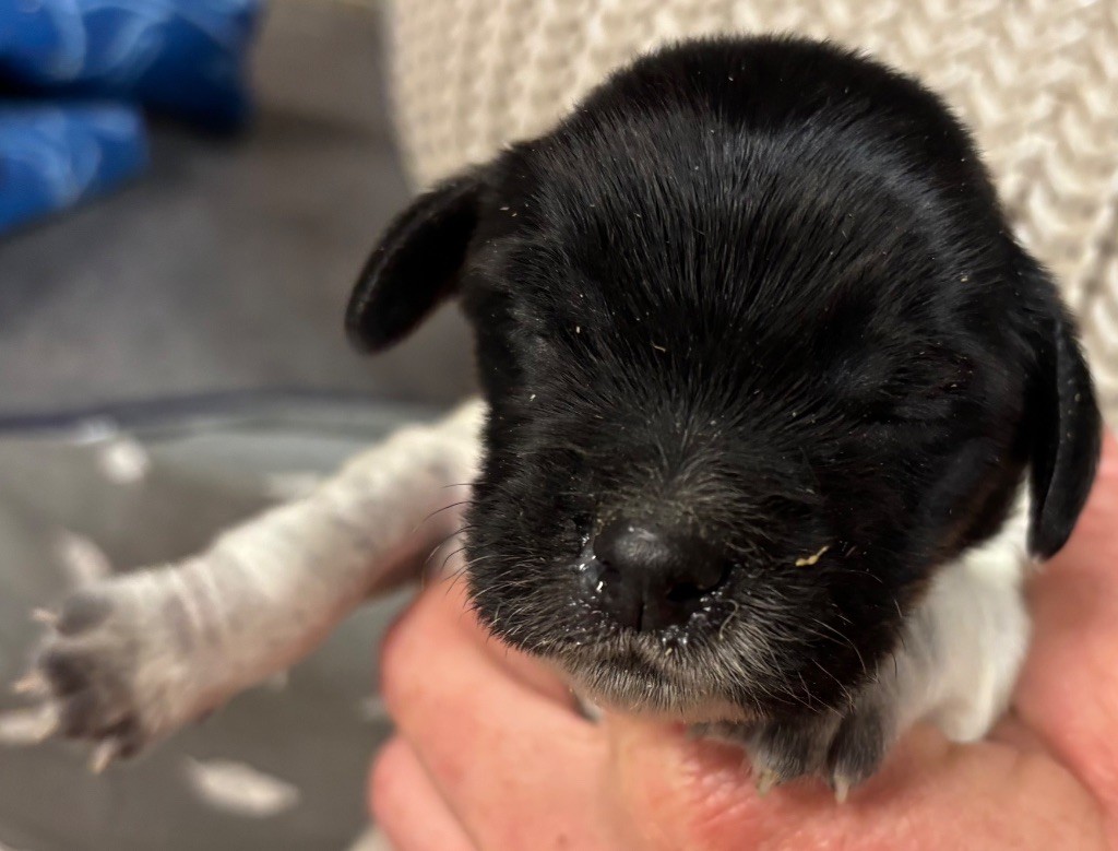 des Etangs de Dame Blanche - Chiots disponibles - Epagneul Breton