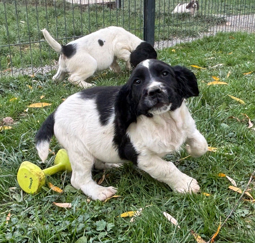 des Etangs de Dame Blanche - Chiots disponibles - English Springer Spaniel
