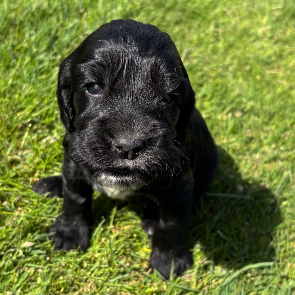 des Etangs de Dame Blanche - Chiots disponibles - Cocker Spaniel Anglais