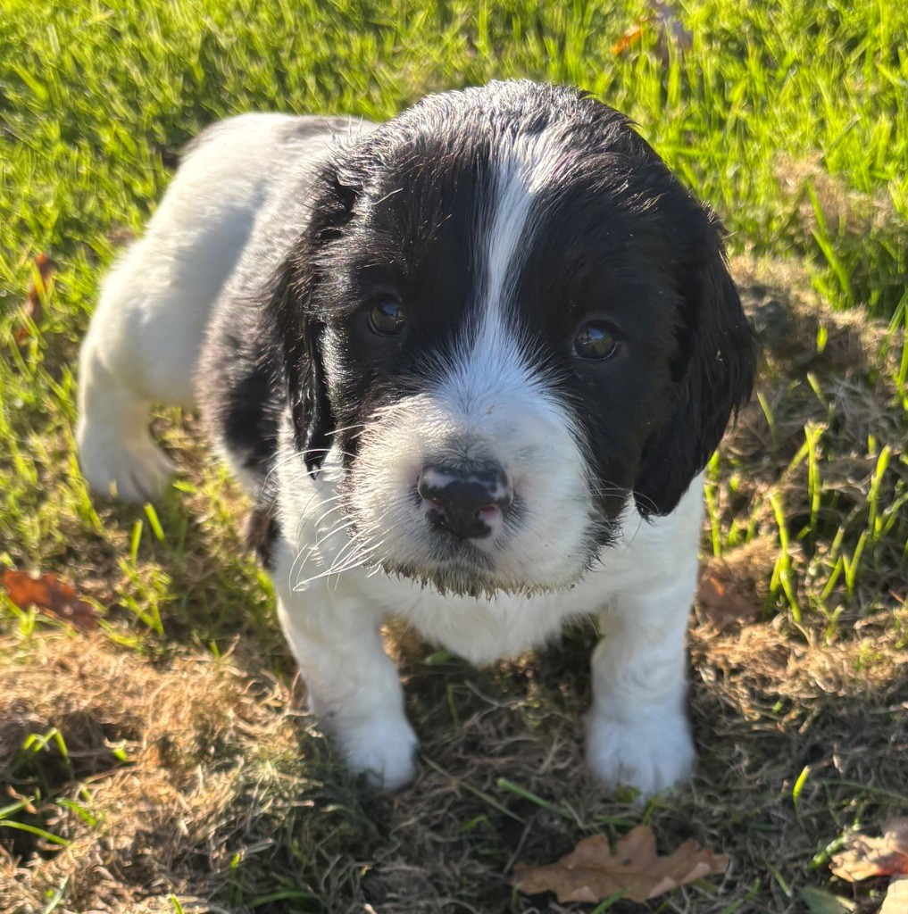 des Etangs de Dame Blanche - Chiots disponibles - English Springer Spaniel