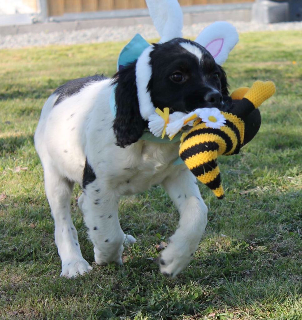des Etangs de Dame Blanche - Chiots disponibles - English Springer Spaniel