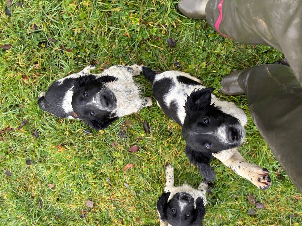 des Etangs de Dame Blanche - English Springer Spaniel - Portée née le 11/09/2025
