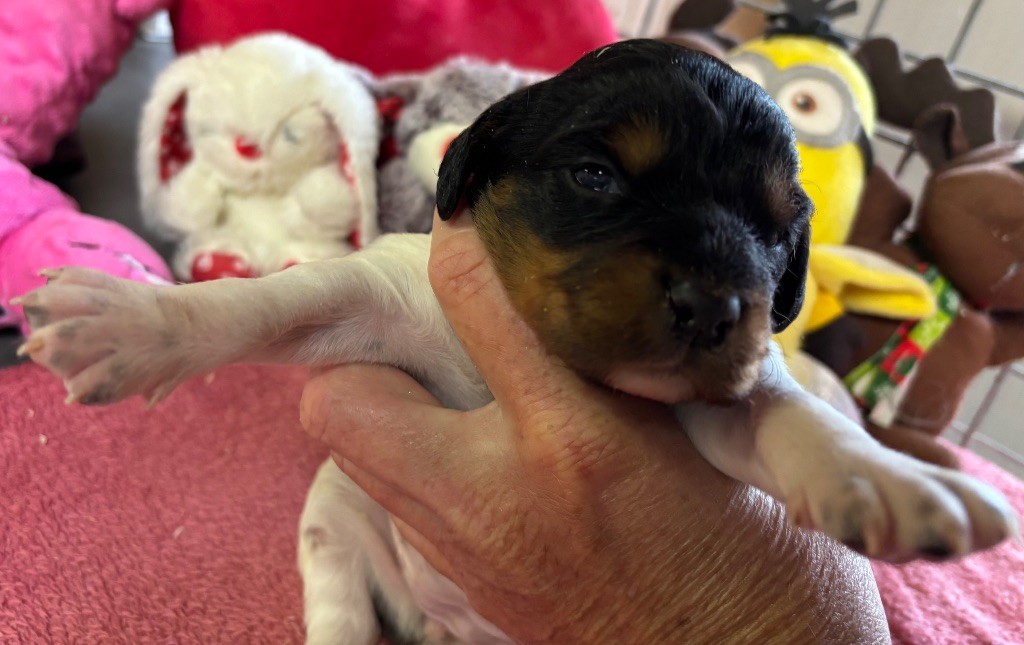 des Etangs de Dame Blanche - Chiots disponibles - Epagneul Breton