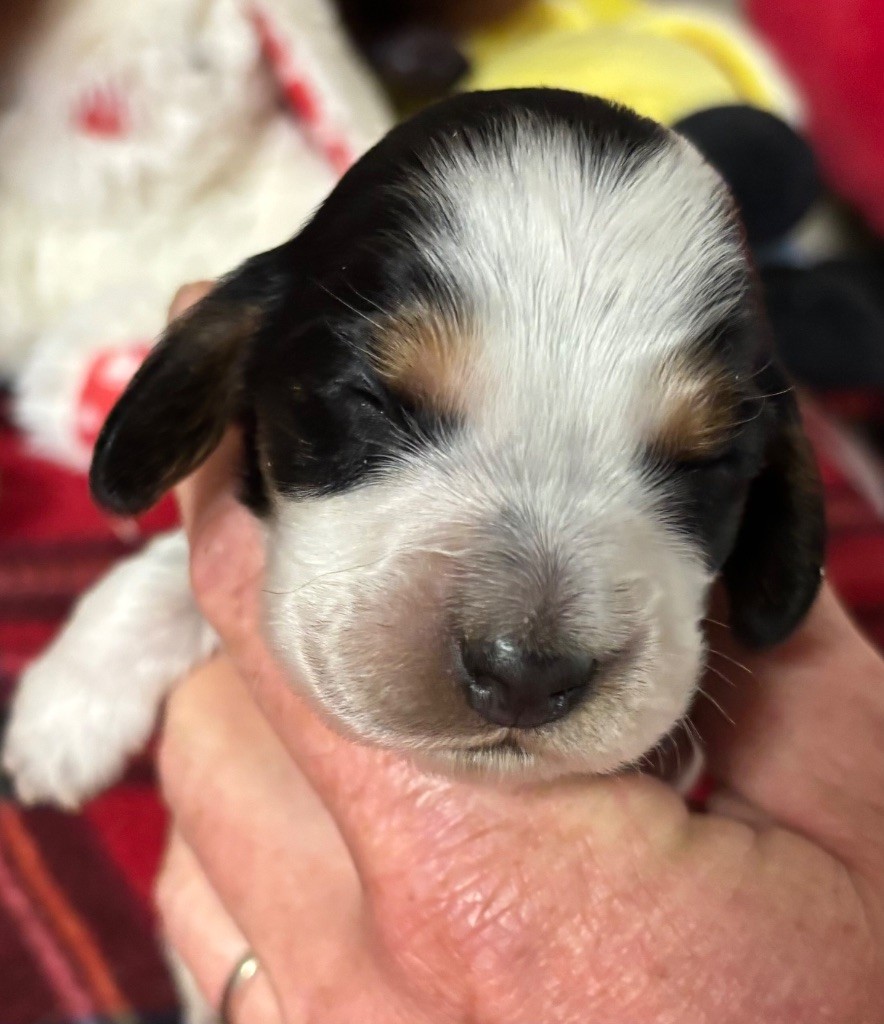 des Etangs de Dame Blanche - Chiots disponibles - Cocker Spaniel Anglais