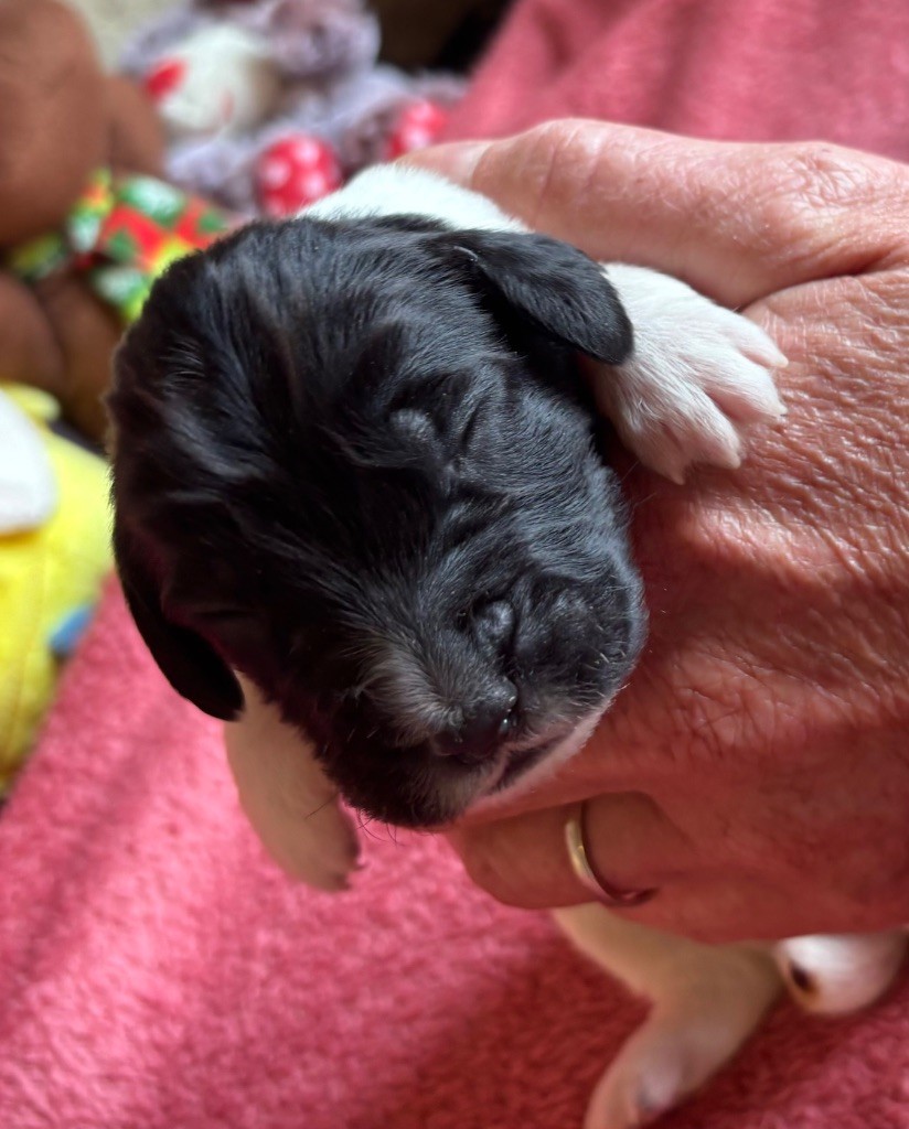des Etangs de Dame Blanche - Chiots disponibles - English Springer Spaniel
