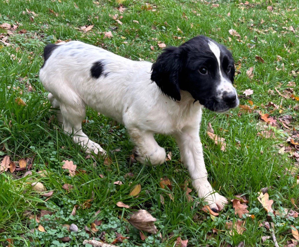 des Etangs de Dame Blanche - Chiots disponibles - English Springer Spaniel