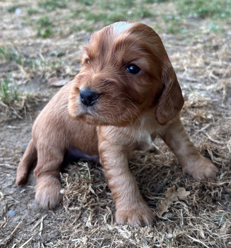 des Etangs de Dame Blanche - Chiots disponibles - Cocker Spaniel Anglais
