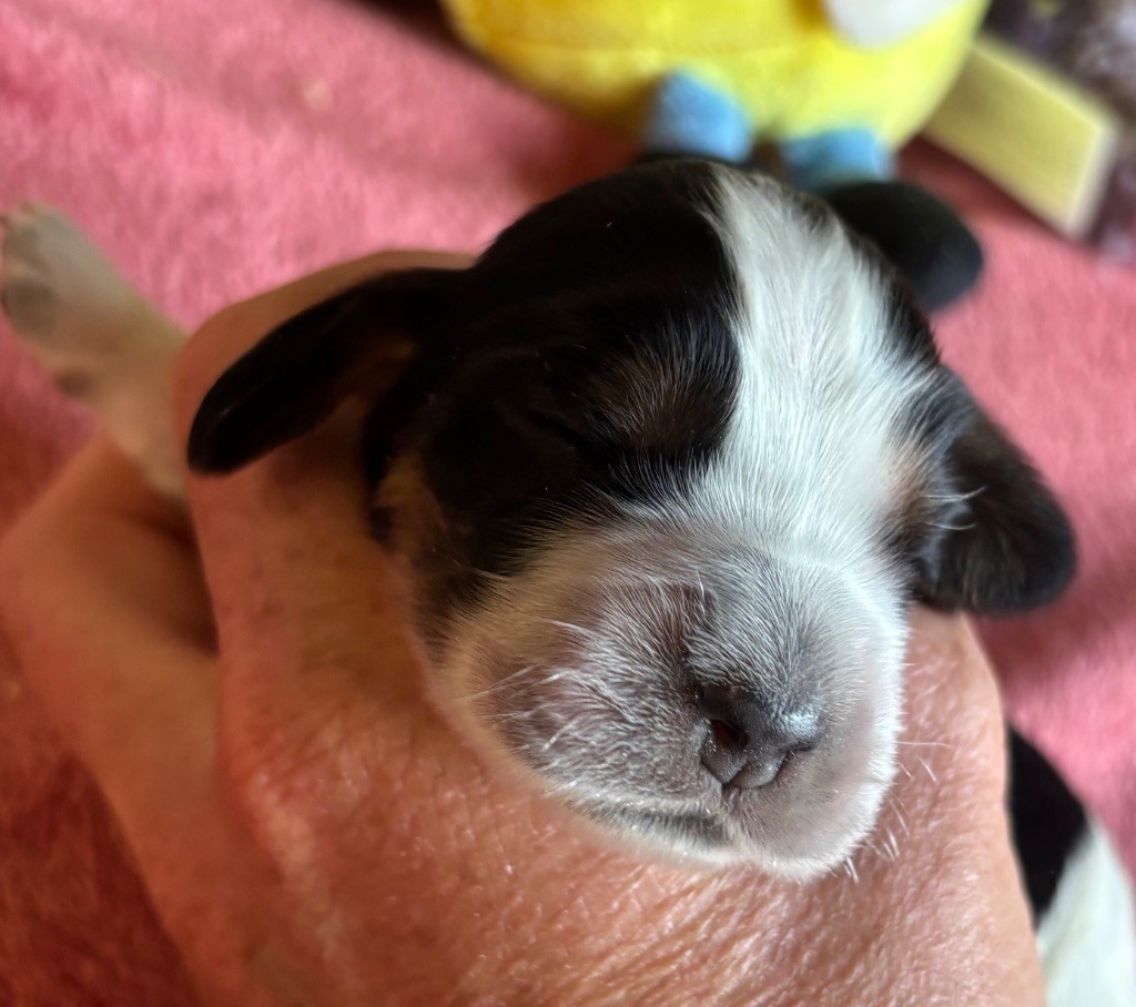 des Etangs de Dame Blanche - Chiots disponibles - Cocker Spaniel Anglais