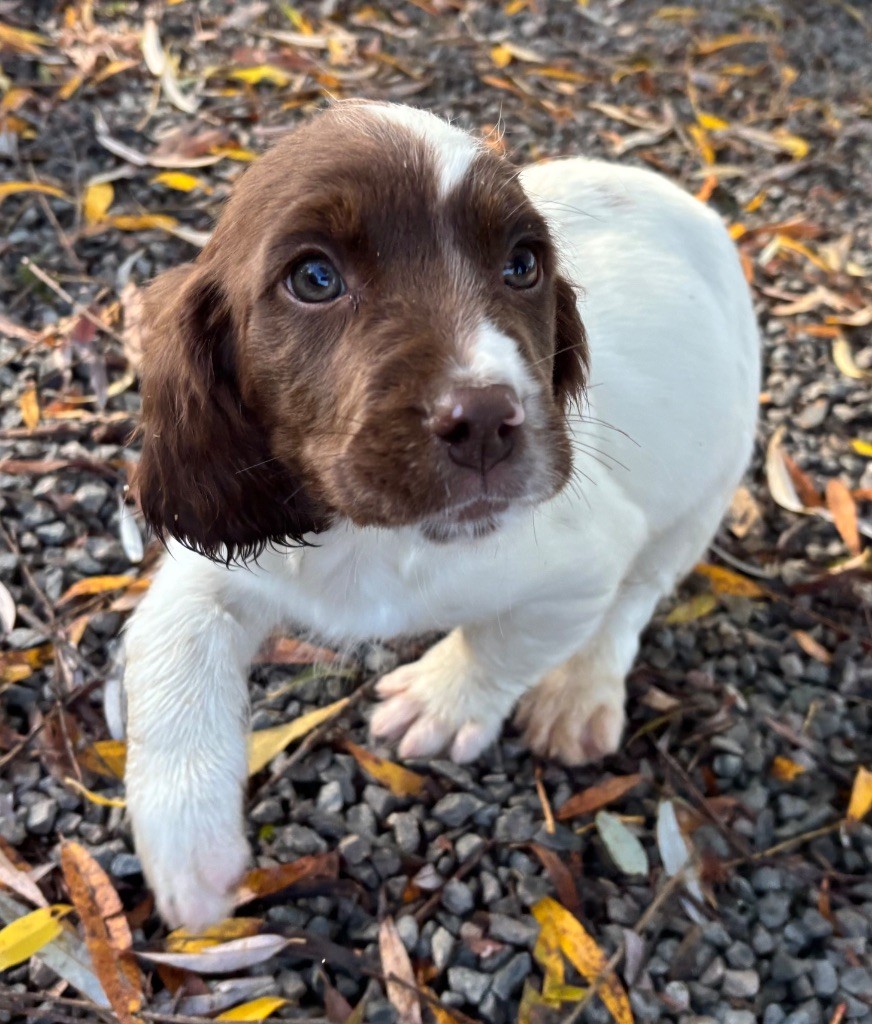 des Etangs de Dame Blanche - Chiots disponibles - English Springer Spaniel