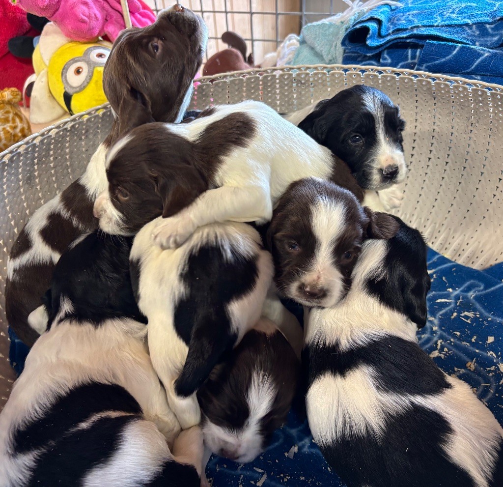 Chiot English Springer Spaniel des Etangs de Dame Blanche