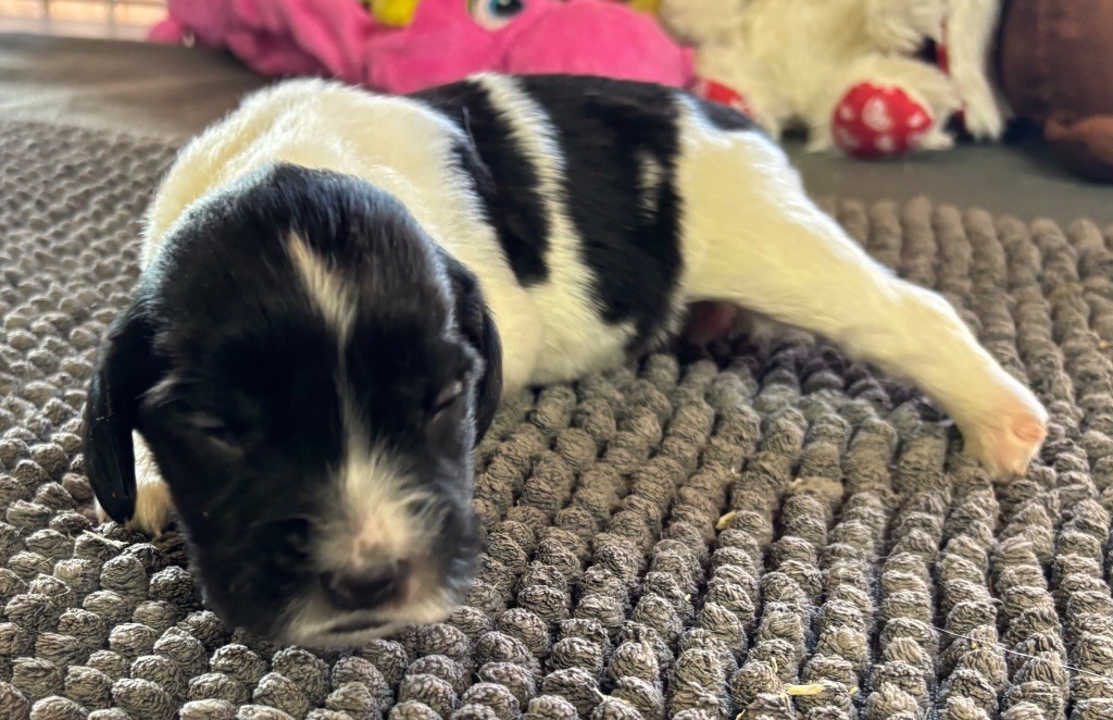des Etangs de Dame Blanche - Chiots disponibles - English Springer Spaniel