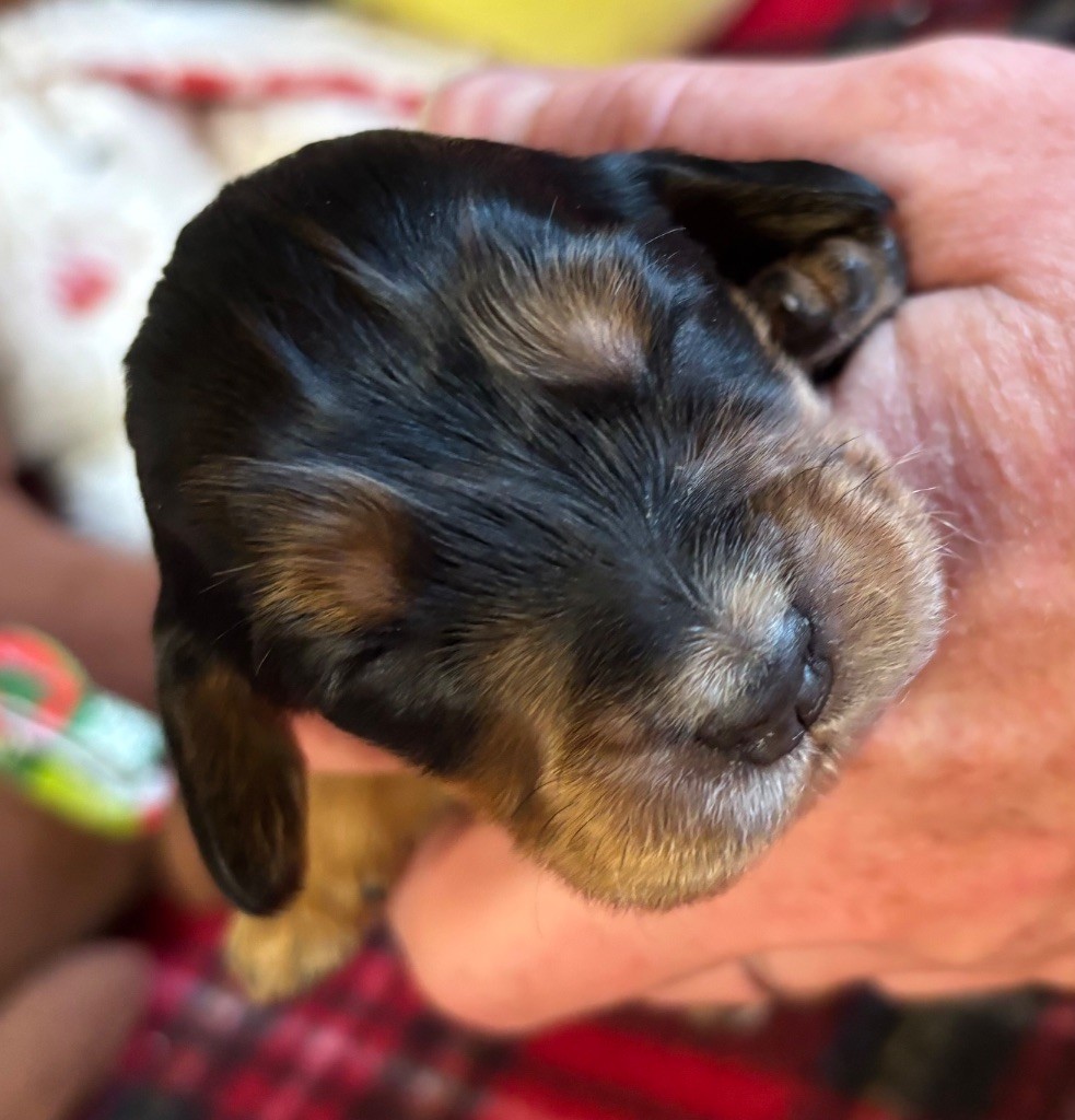 des Etangs de Dame Blanche - Chiots disponibles - Cocker Spaniel Anglais