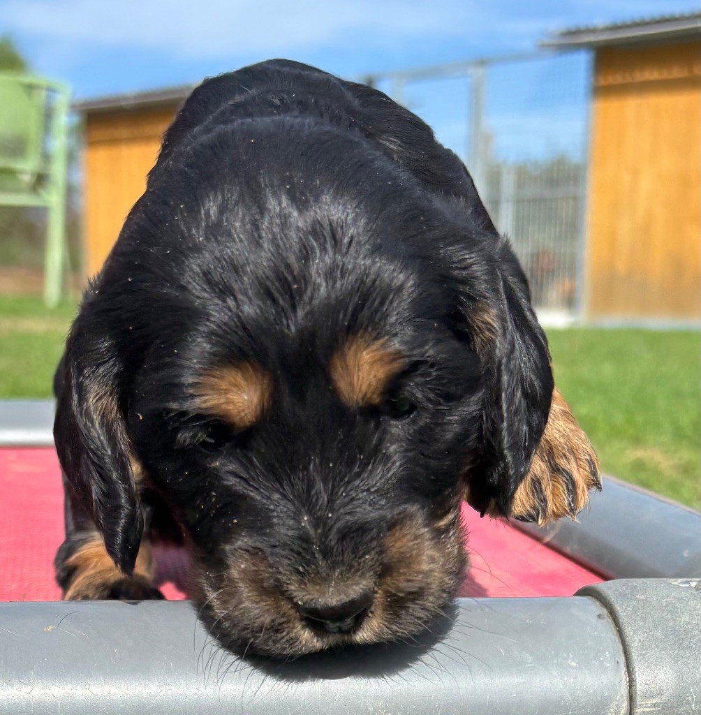 des Etangs de Dame Blanche - Chiots disponibles - Cocker Spaniel Anglais