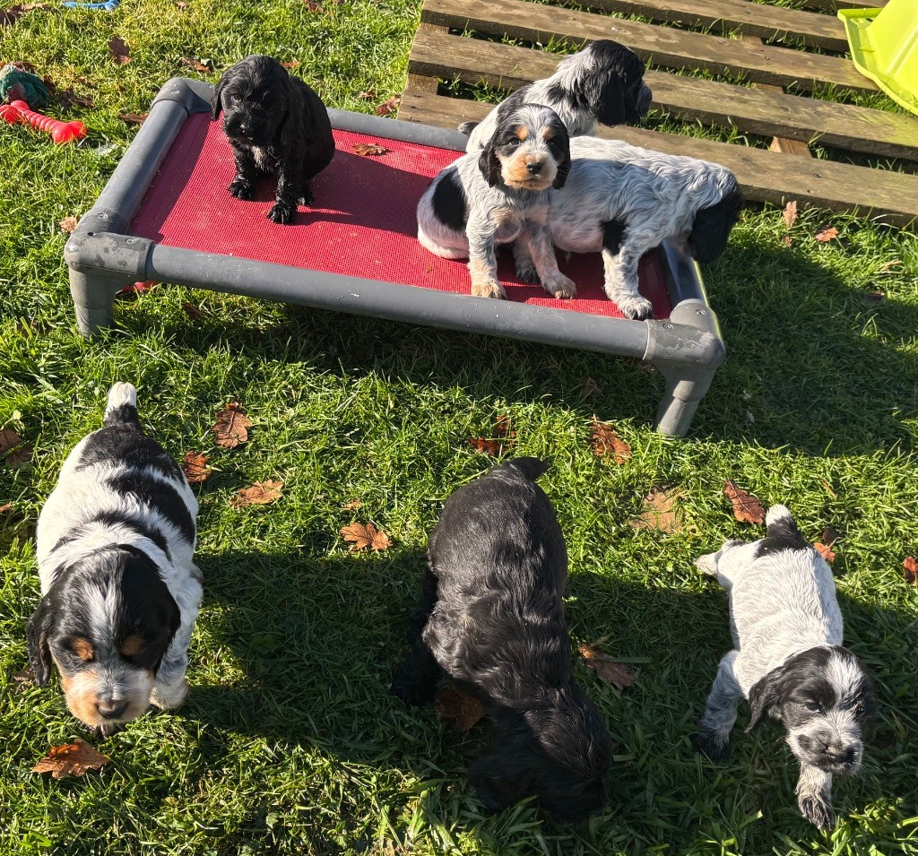 des Etangs de Dame Blanche - Cocker Spaniel Anglais - Portée née le 23/10/2025