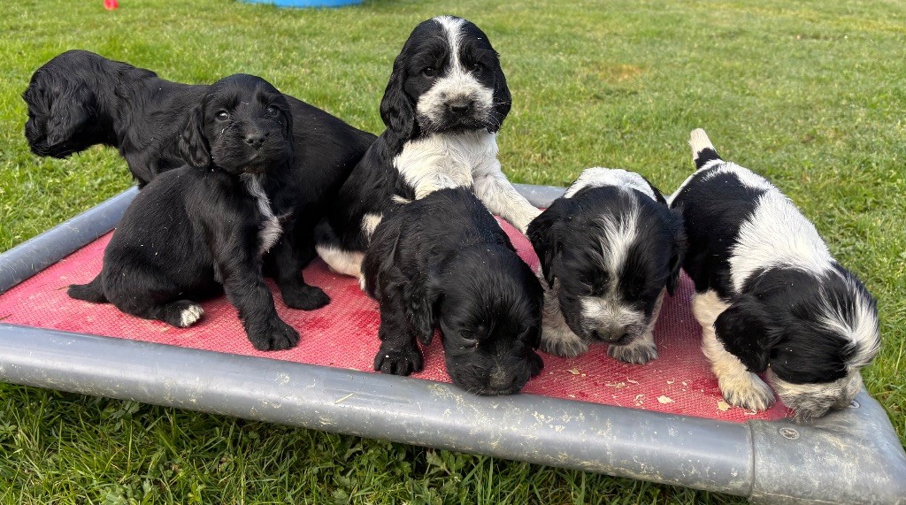 Chiot Cocker Spaniel Anglais des Etangs de Dame Blanche