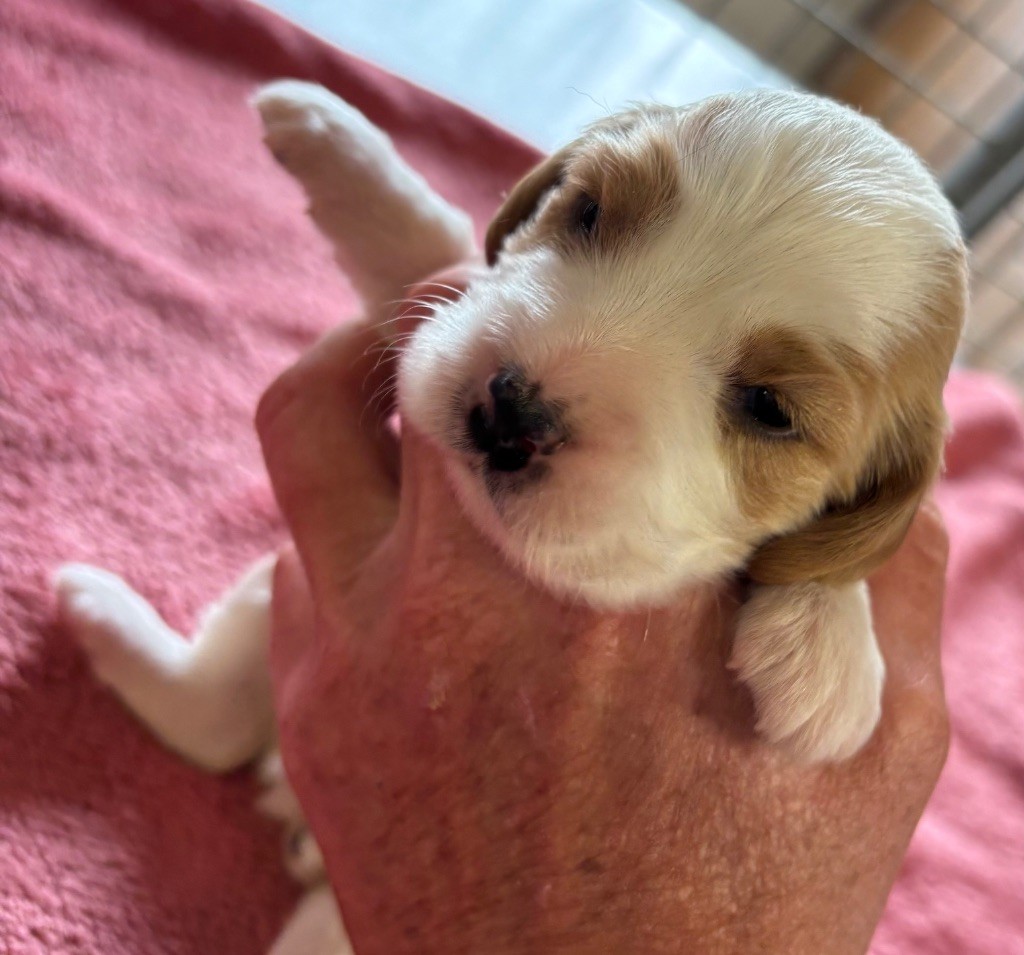 des Etangs de Dame Blanche - Chiots disponibles - Cocker Spaniel Anglais