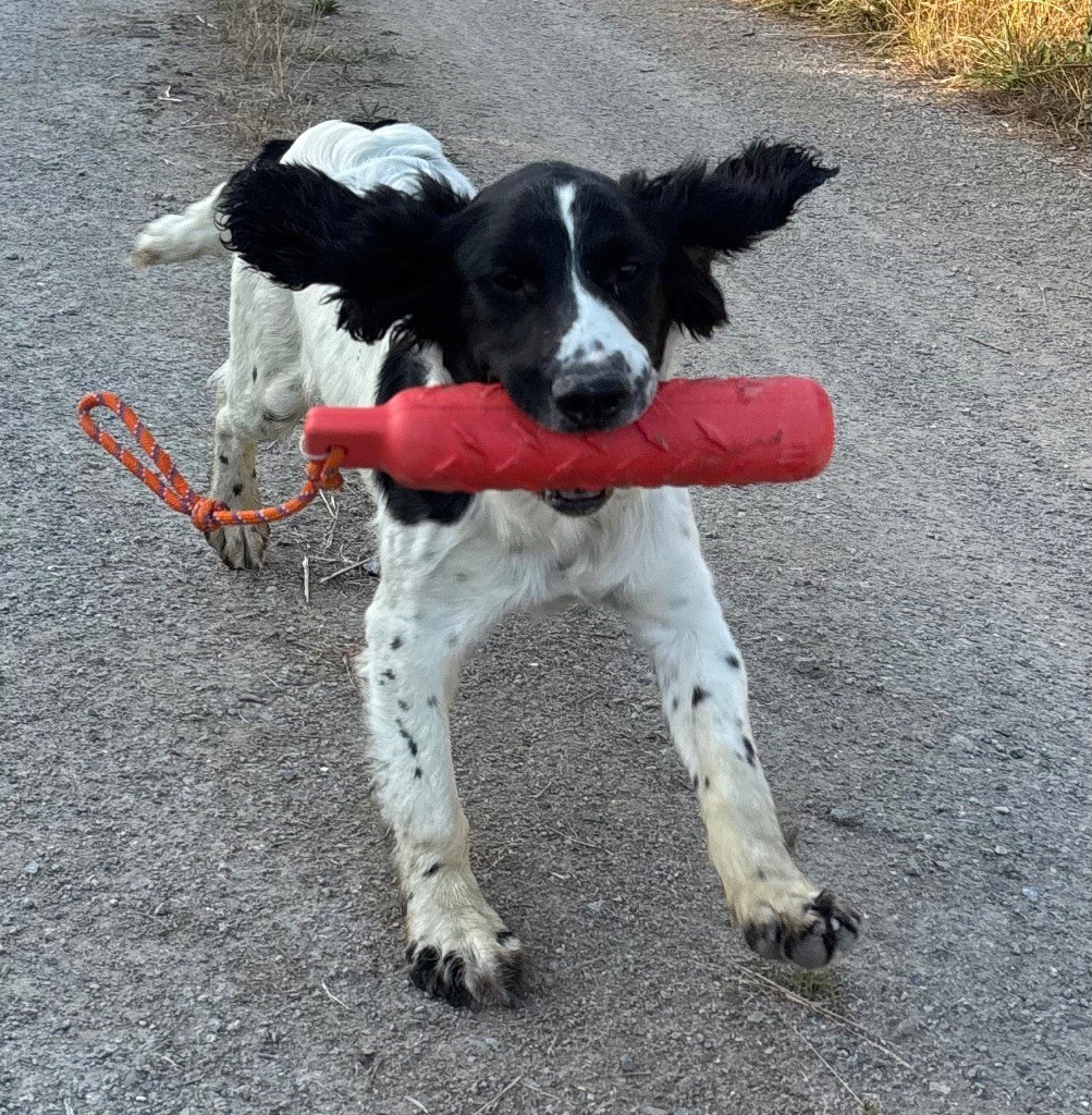 des Etangs de Dame Blanche - Chiots disponibles - English Springer Spaniel