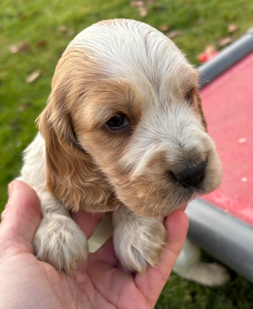 des Etangs de Dame Blanche - Chiots disponibles - Cocker Spaniel Anglais