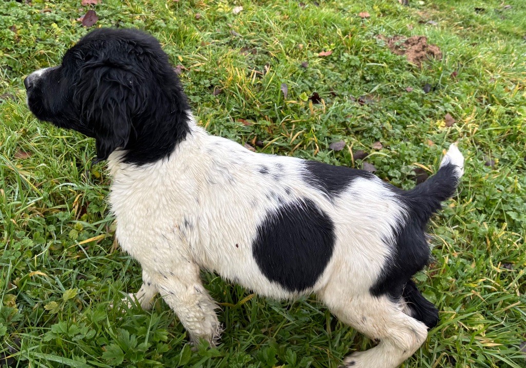 des Etangs de Dame Blanche - Chiots disponibles - English Springer Spaniel