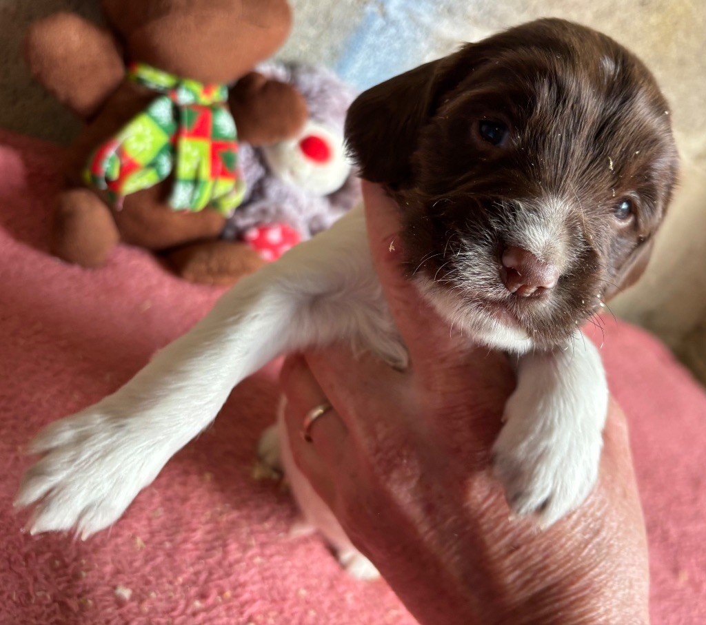 des Etangs de Dame Blanche - Chiots disponibles - English Springer Spaniel