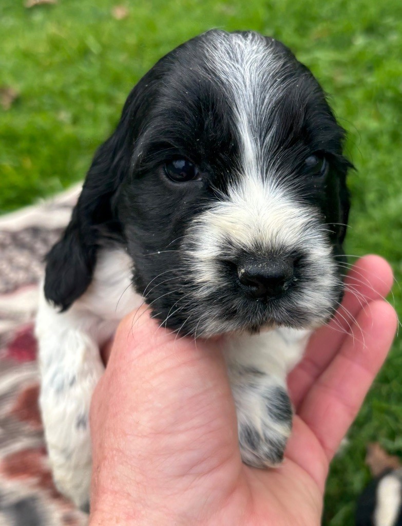 des Etangs de Dame Blanche - Chiots disponibles - Cocker Spaniel Anglais