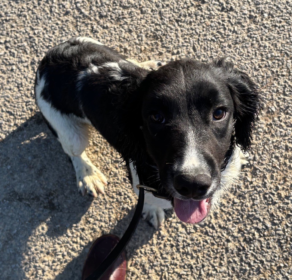 des Etangs de Dame Blanche - Chiots disponibles - English Springer Spaniel