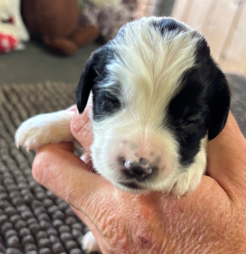 des Etangs de Dame Blanche - Chiots disponibles - English Springer Spaniel